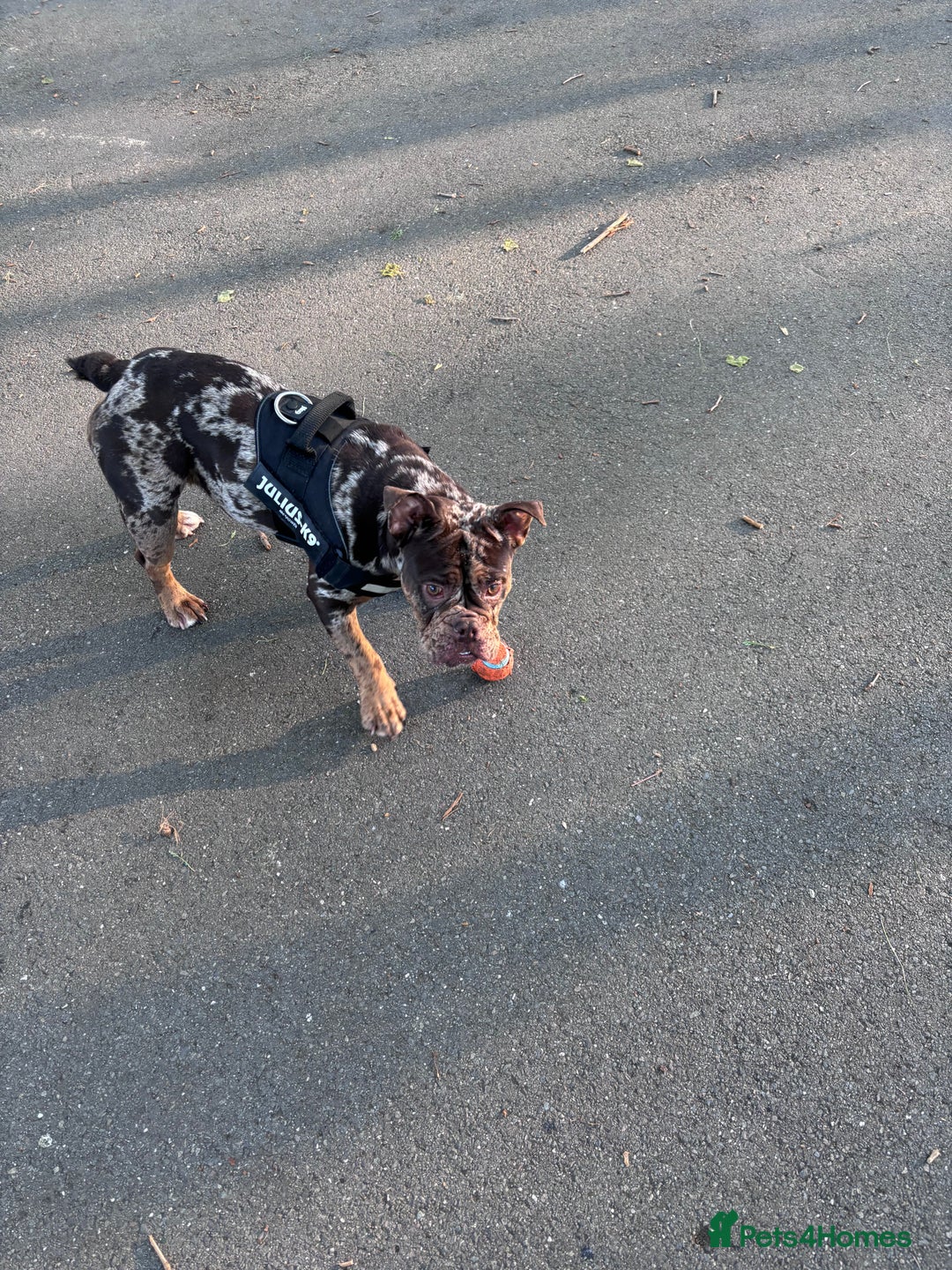 English Bulldog dogs for sale: Rebel  - Advert 5