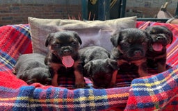 Border Terrier dogs for sale: Beautiful border terrier pups for sale In Kent - Image 1