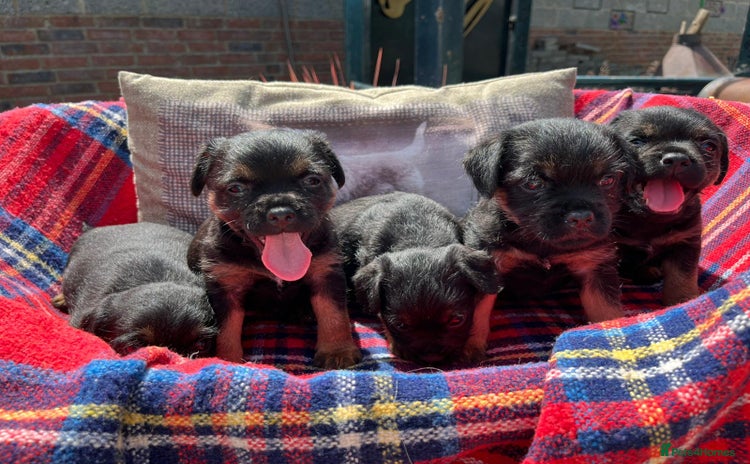 Border Terrier dogs - Advert 1