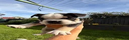 French Bulldog dogs for sale: French bulldog  - Advert 14