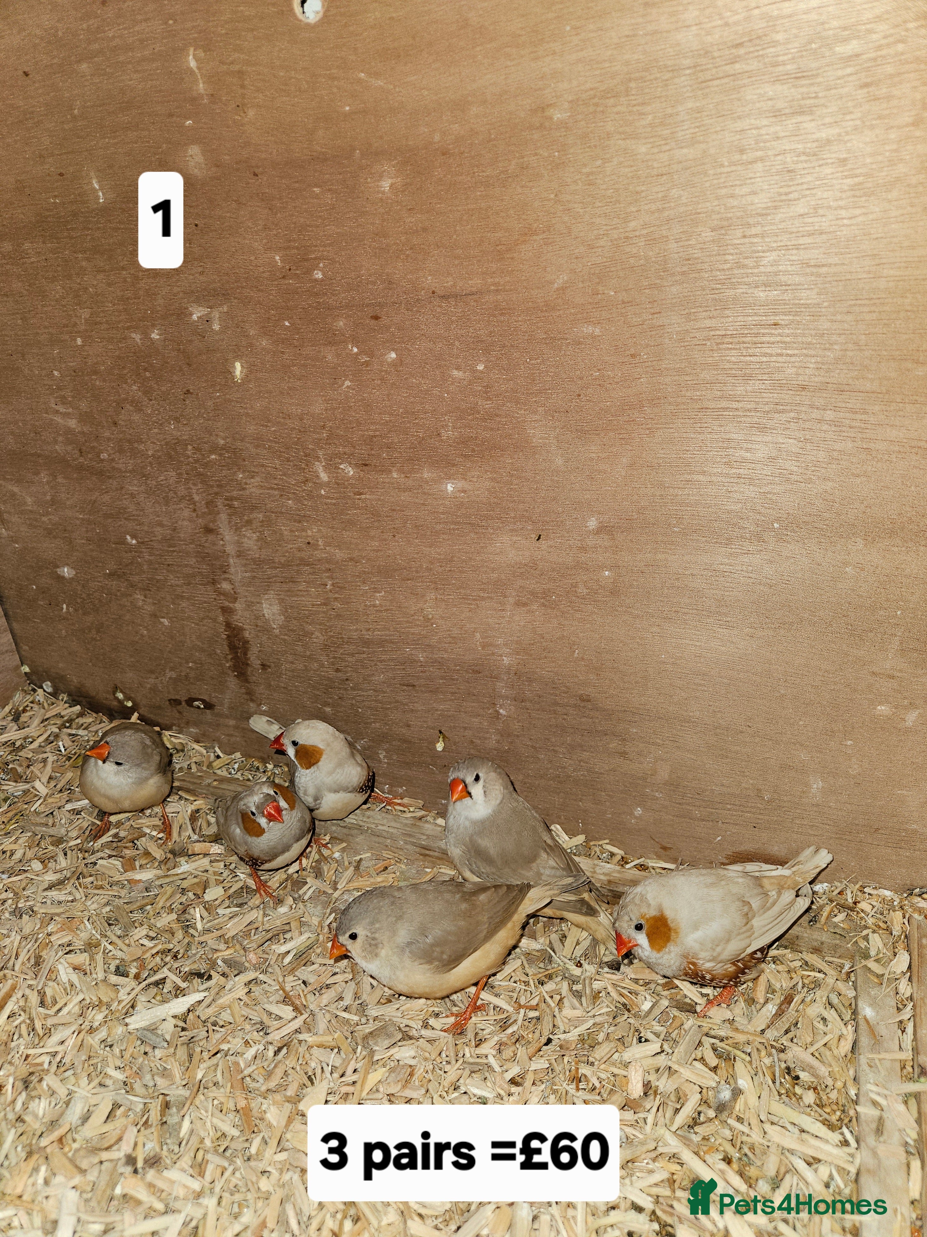 Finches birds Zebra finch   - Advert 11