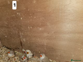 Finches birds Zebra finch - Advert 11