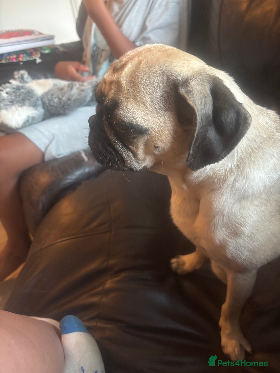 Pug dogs for sale: Pug Puppies  - Image 21