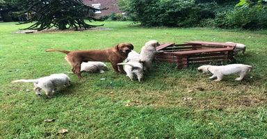 Golden Retriever dogs - Advert 16