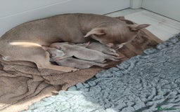Chihuahua dogs for sale: Beautiful chihuahua pups - Image 19