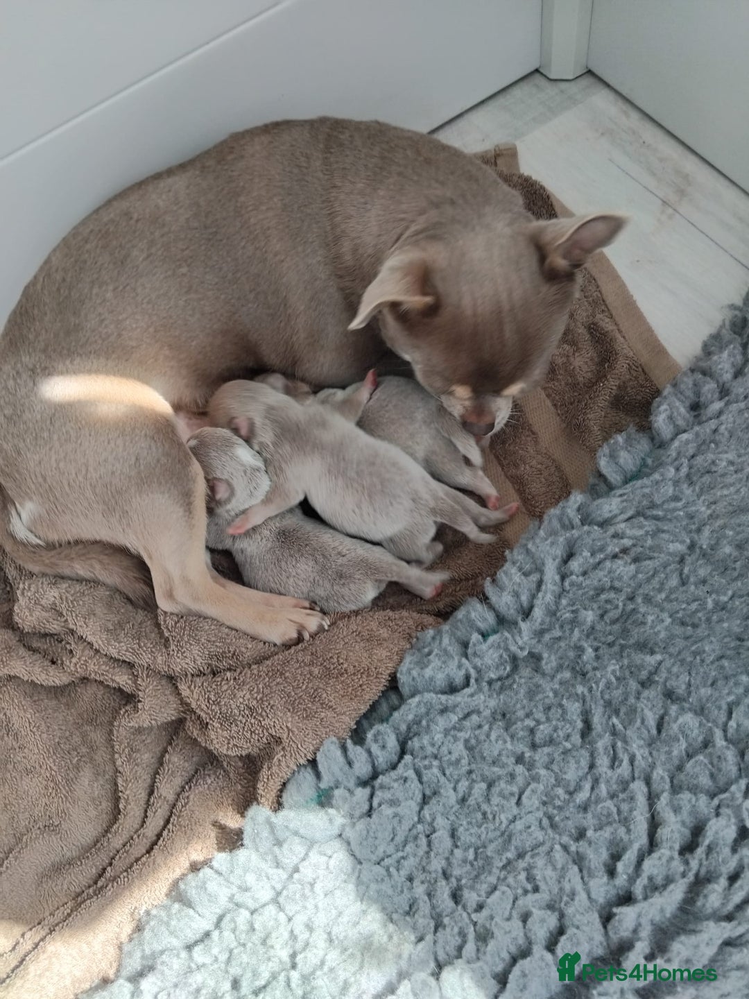Chihuahua dogs for sale: Beautiful chihuahua pups - Image 19