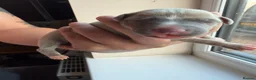 Whippet dogs for sale: Beautiful whippet puppies - Advert 14