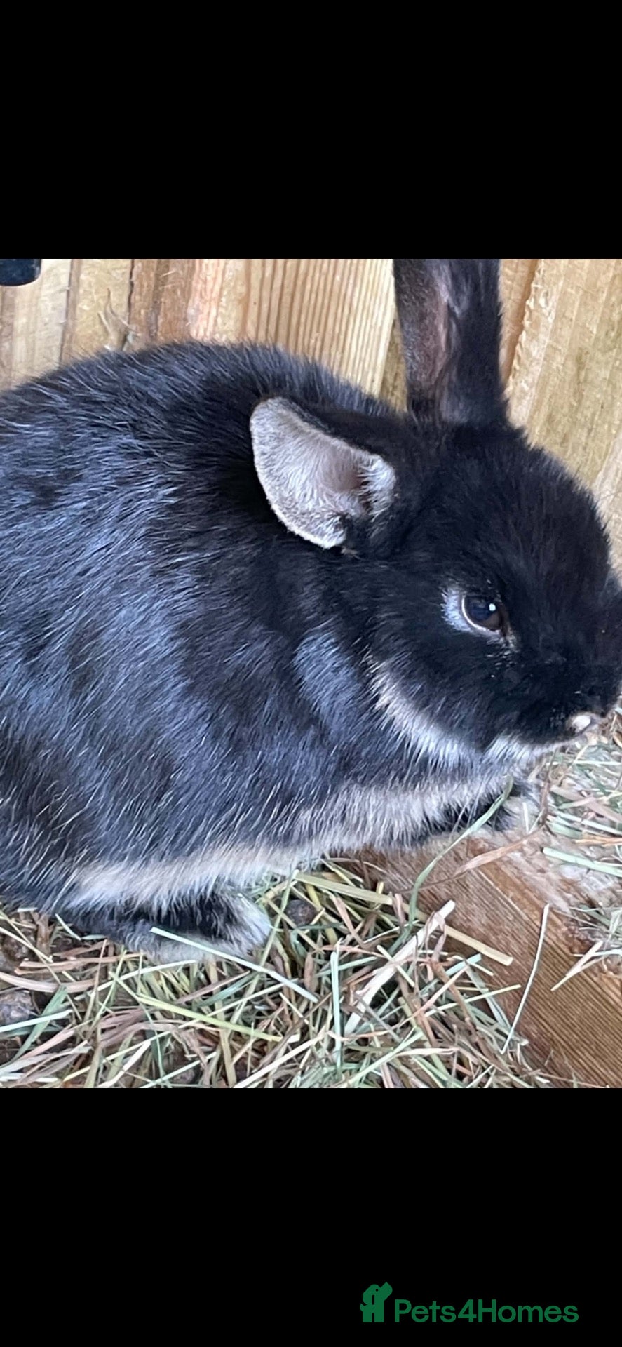 Mixed Breed rabbits Rabbits - Advert 2
