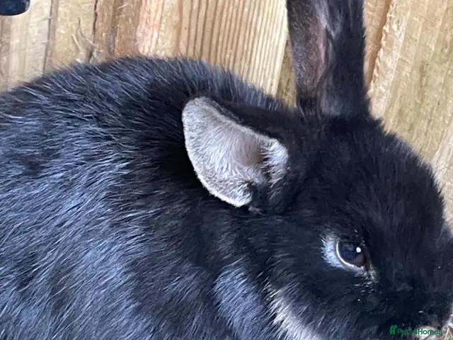 Mixed Breed rabbits for sale: Rabbits - Advert 2