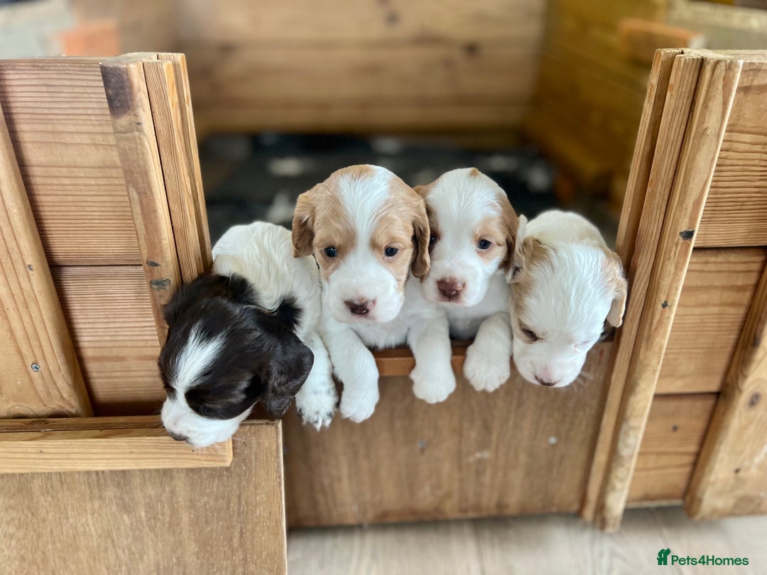Cocker Spaniel dogs for sale: Farm Bred - Docked - Working Cocker Pups in Peterborough - Image 5
