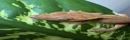 Gecko reptiles for sale: Various Crested Gecko Lot - Advert 3