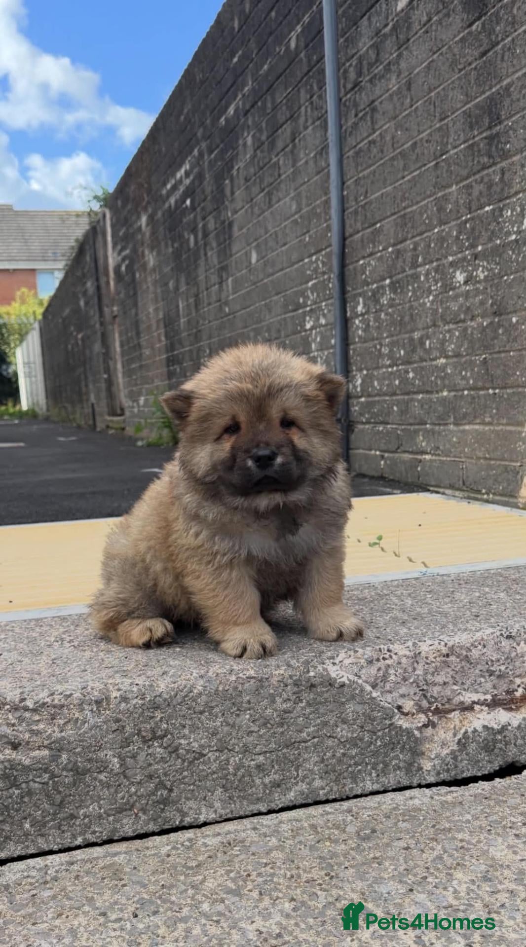 Chow Chow dogs Beautiful chow chow puppy's now read - Advert 17