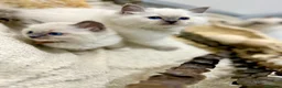 Ragdoll cats for sale: Ragdolls - Advert 3