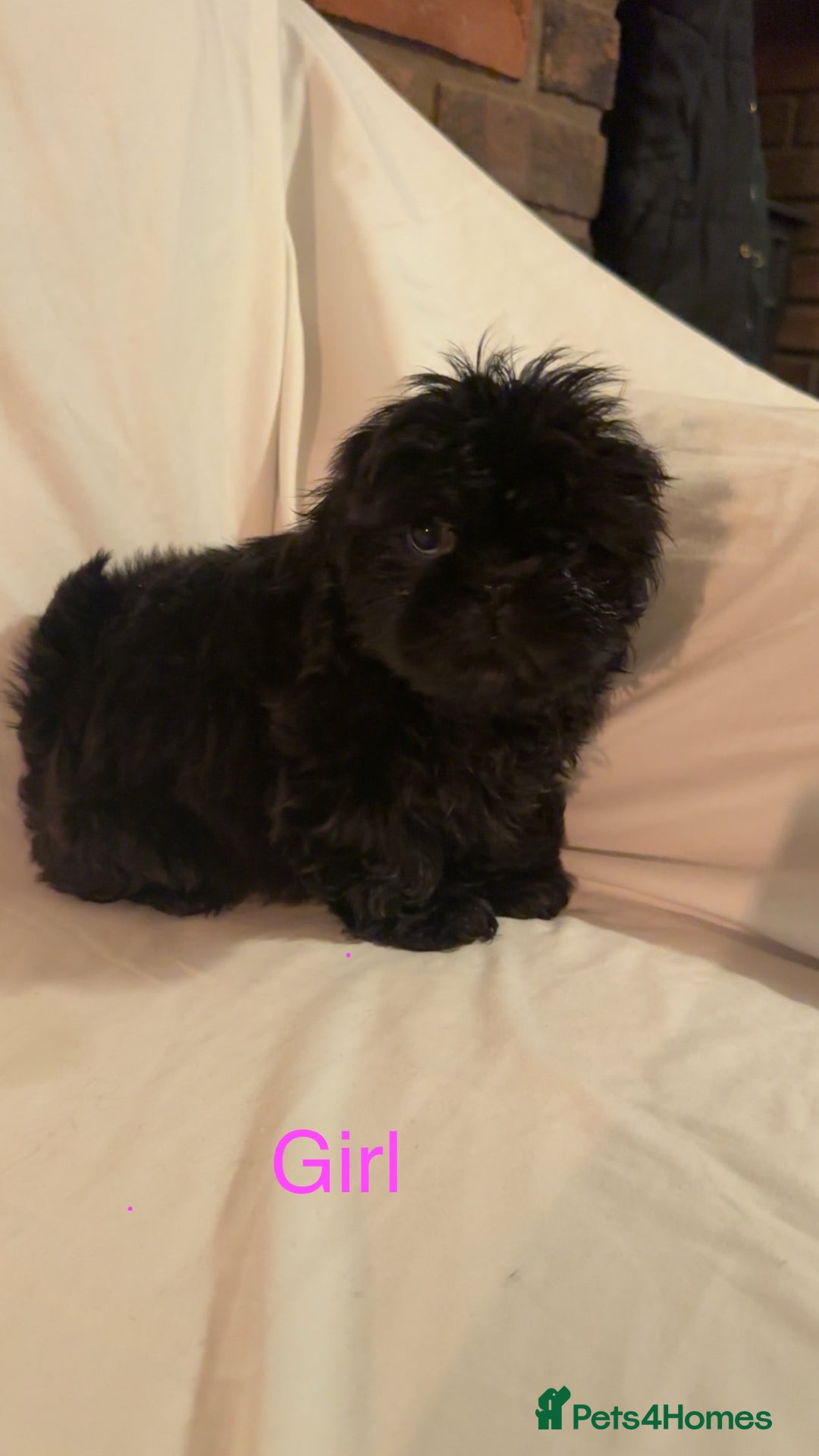 Shih Tzu dogs for sale: Shih Tzu Puppy’s  - Advert 2