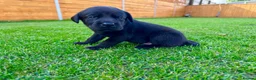 Labrador Retriever dogs for sale: KC Registered Labrador Babies 🐾🐾🐾 - Advert 21