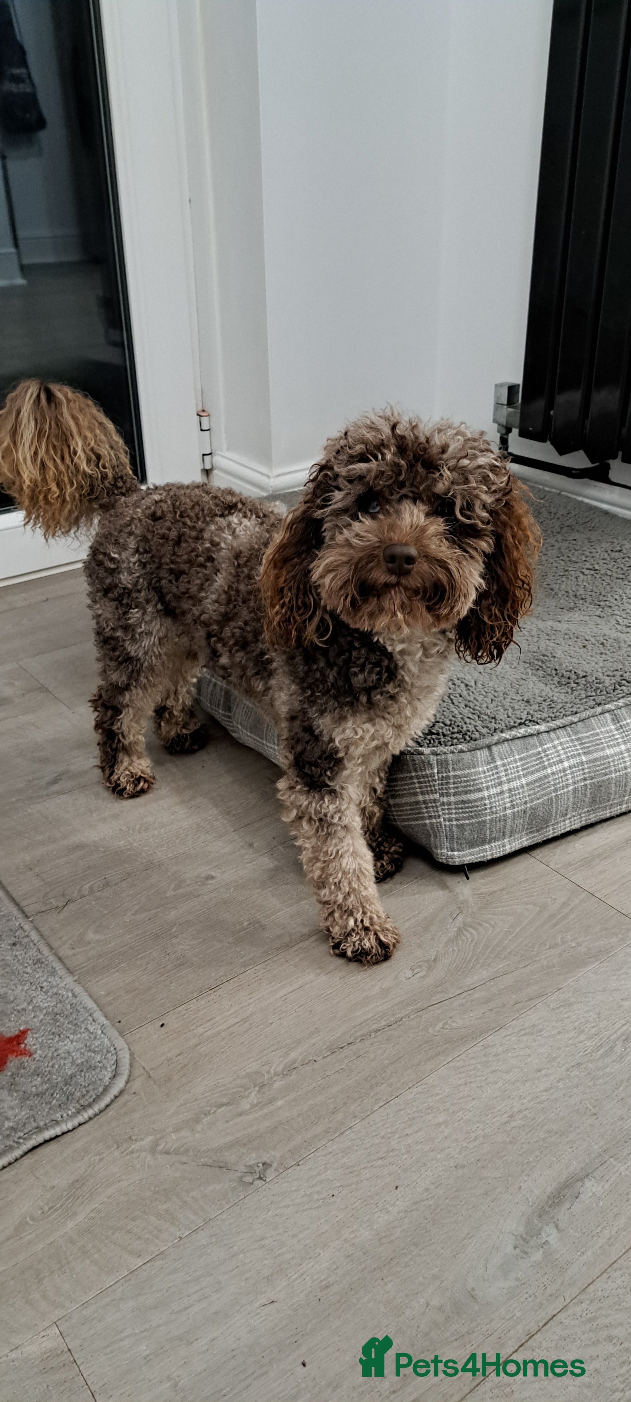 Toy Poodle dogs Cockapoo stud chocolate merle  - Advert 12