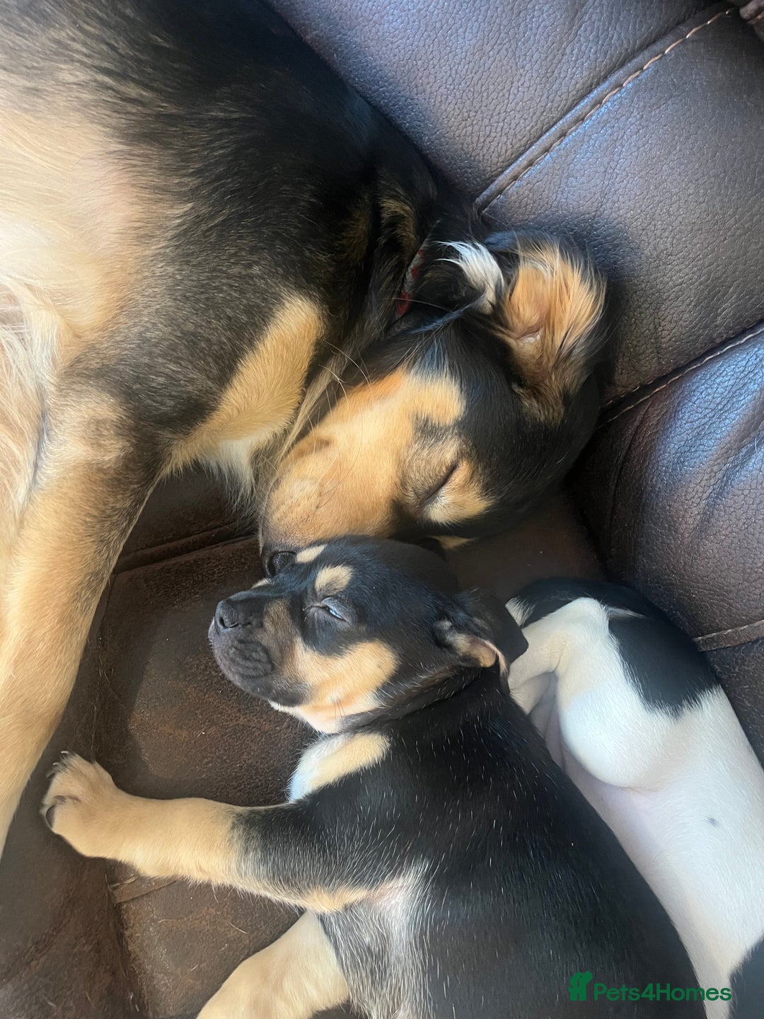 Mixed Breed dogs for sale: French Bulldog Cross Puppies - Advert 2