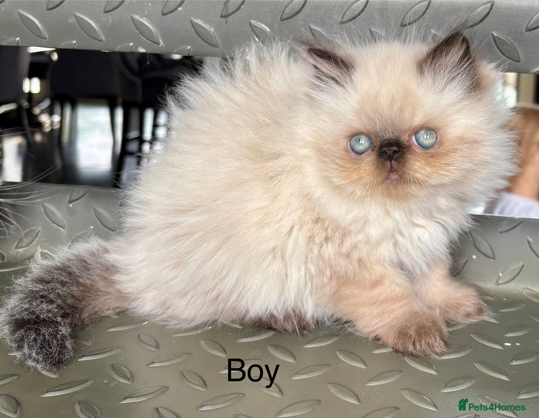 Persian cats for sale: LITTLE PERSIAN KITTENS FOR SALE!!! - Image 6