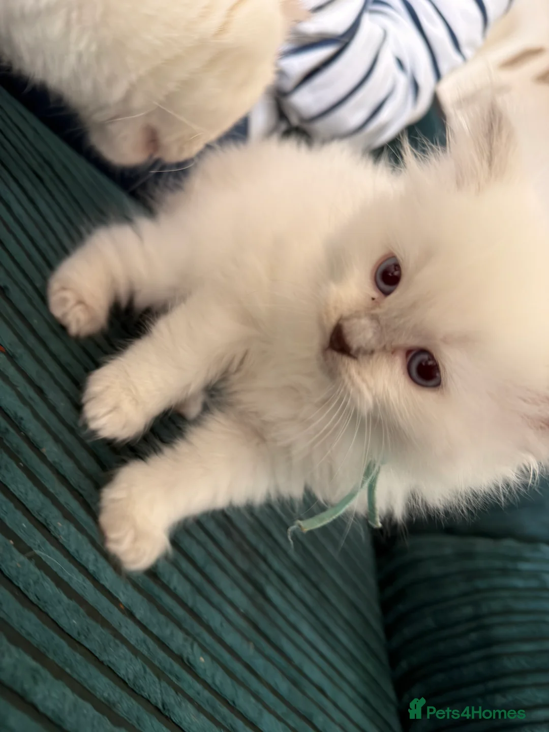 Ragdoll cats for sale: Beautiful Lilac Point Female Ragdolls GCCF reg  - Advert 2