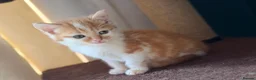 Domestic Shorthair cats for sale: Cute little fluffy kittens for sale  in Birmingham - Advert 13