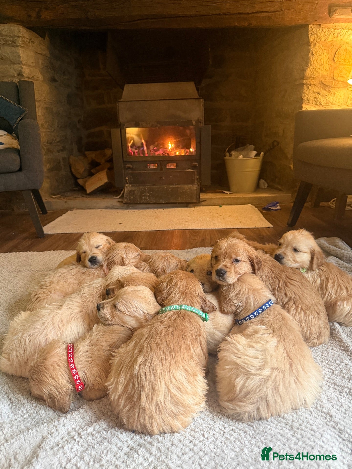 Golden Retriever dogs for sale: 🌟dark to light colours!  exceptional pedigree! !  - Advert 9
