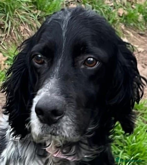 English Setter dogs Jara   - Advert 2