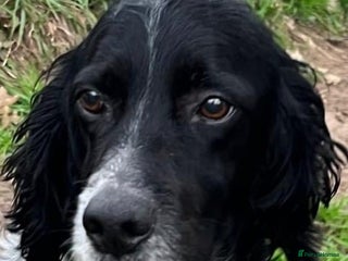 English Setter dogs for adoption: Jara - Advert 2