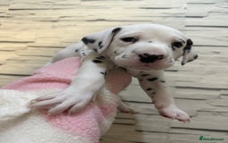 Dalmatian dogs for sale: 2 beautiful Dalmatian puppies 1 female 1 male - Image 3