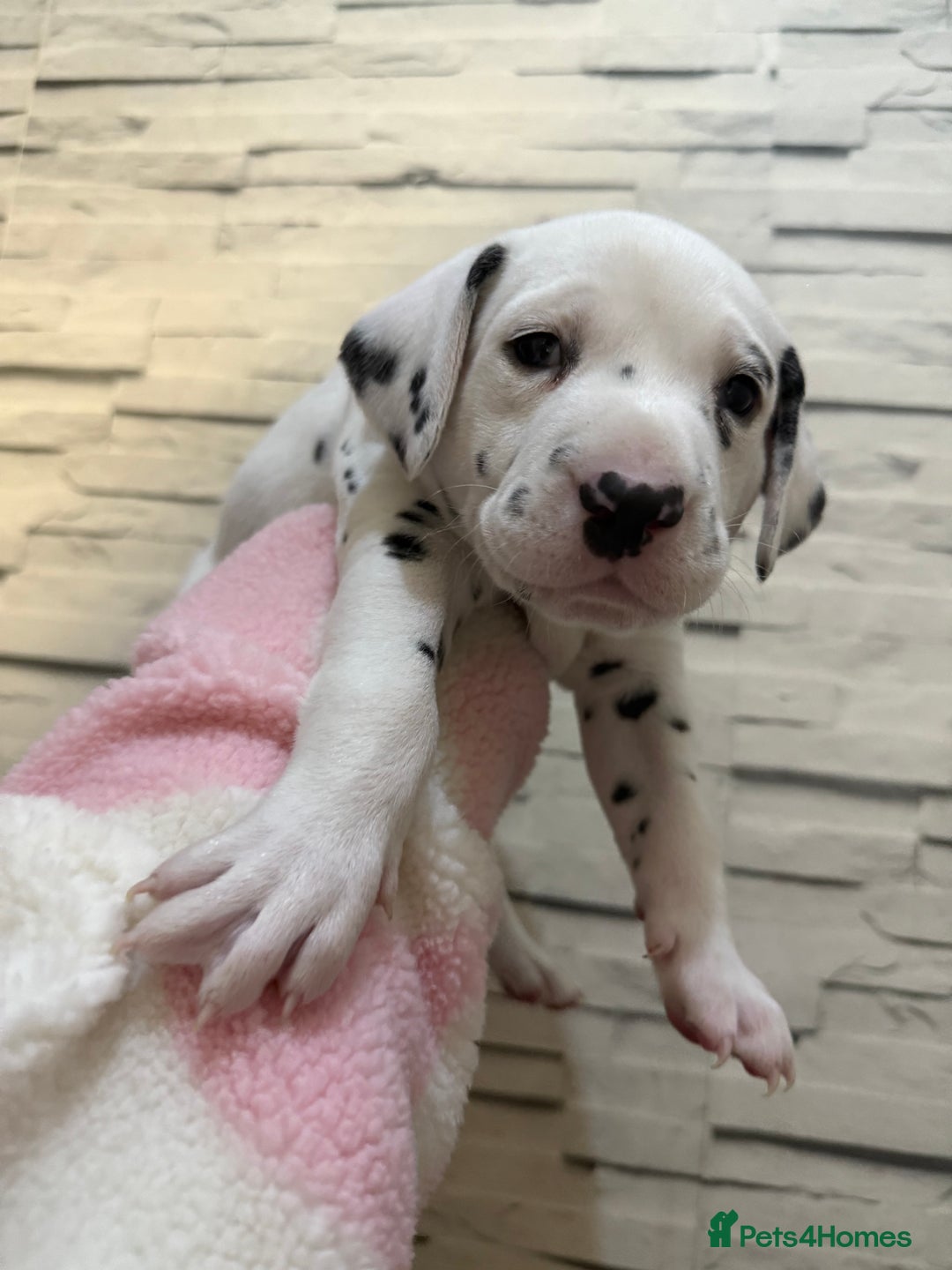 Dalmatian dogs for sale: 2 beautiful Dalmatian puppies 1 female 1 male - Image 3