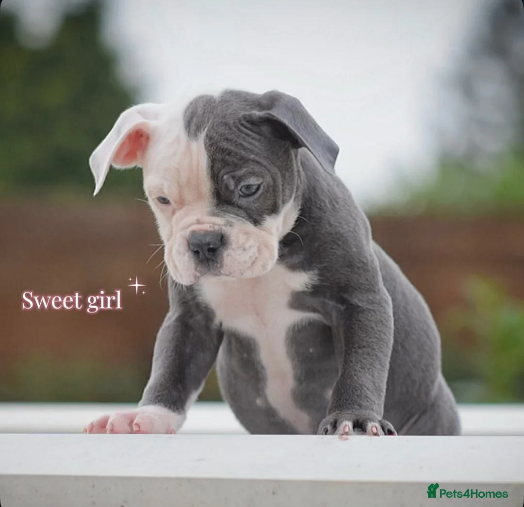 Old Tyme Bulldog dogs for sale: 23 years 5⭐️Rated Licensed professionals  - Advert 4