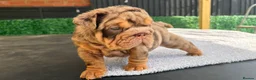 English Bulldog dogs for sale: English Bulldog Puppies - Advert 9