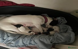 Jack Russell dogs for sale: Gorgeous Jack Russell Puppies For Sale - Image 7