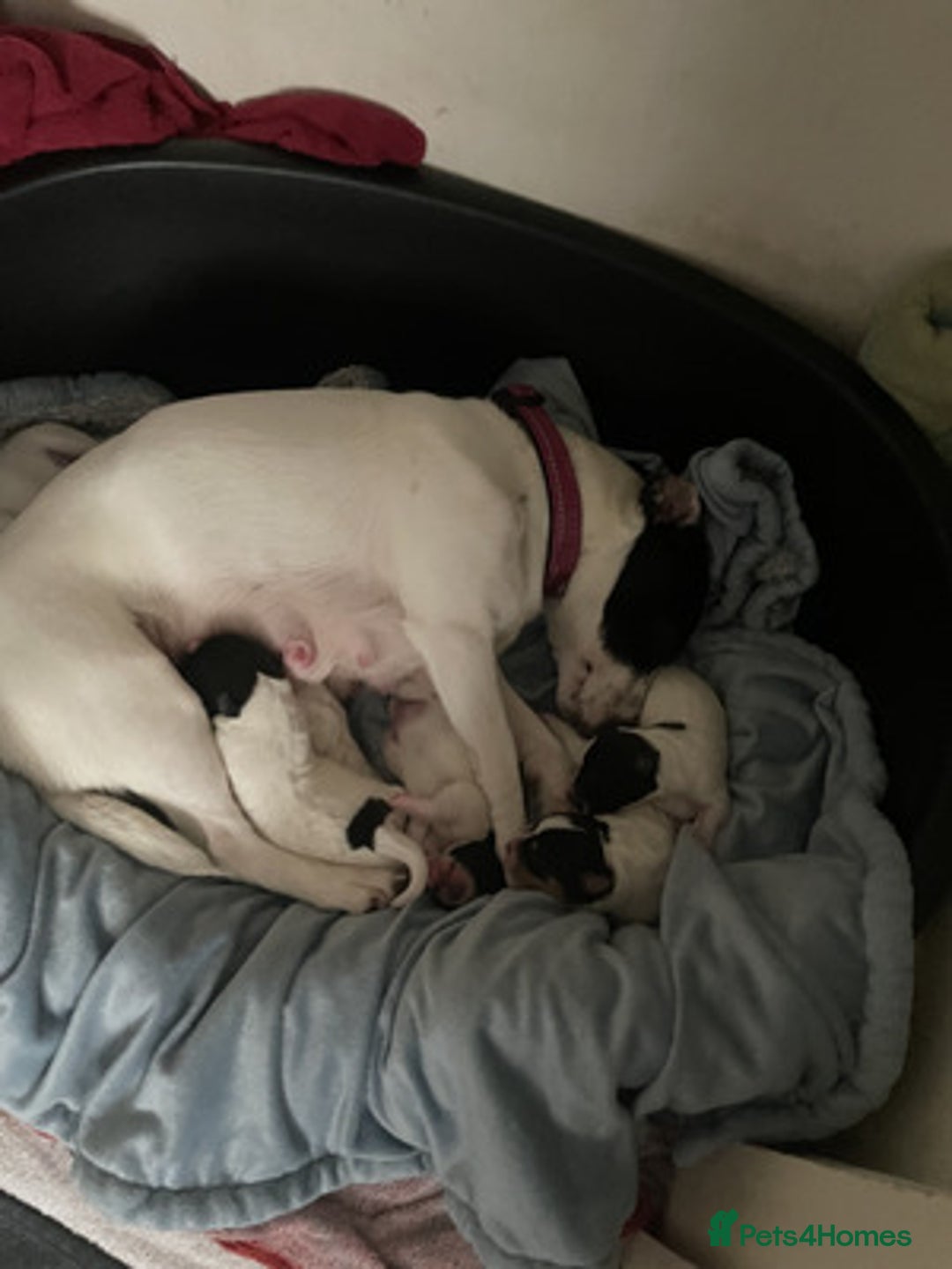 Jack Russell dogs for sale: Gorgeous Jack Russell Puppies For Sale - Image 7