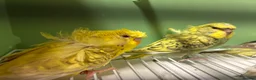 Budgerigars birds for sale: Helicopter/Hagoromo budgies for sale, good health - Advert 16