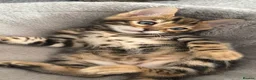 Bengal cats for sale: Bengal kittens  - Advert 25