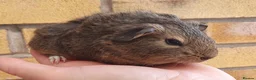 Guinea Pig rodents for sale: Guinea pigs  - Advert 1