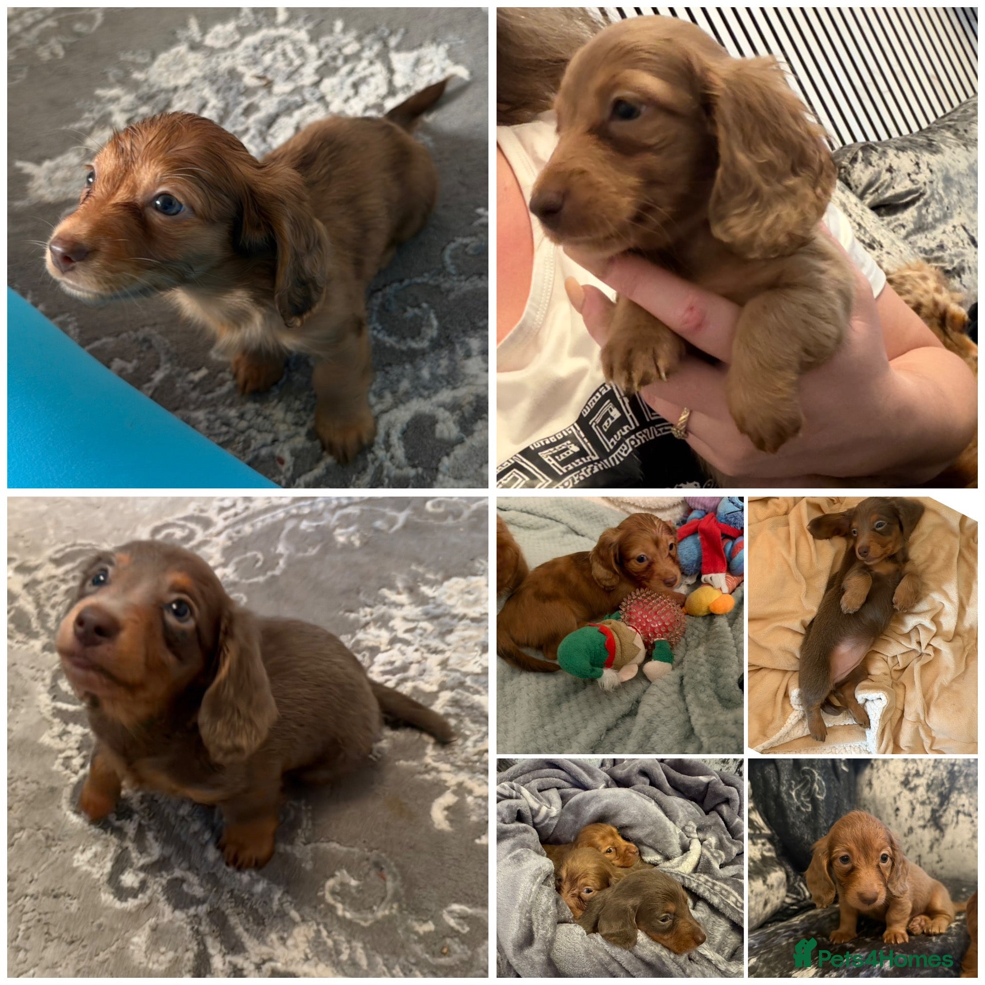Miniature Dachshund dogs 3 Long hair mini dachshund puppies - Advert 17