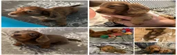 Miniature Dachshund dogs for sale: 3 Long hair mini dachshund puppies - Advert 1