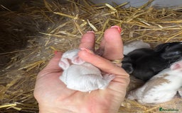 Mini Lop rabbits for sale: Mini lop baby rabbits for sale - Image 5