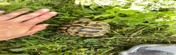 Hermann Tortoise reptiles for sale: Harmann Tortoise 6 years old  in Egham - Advert 3
