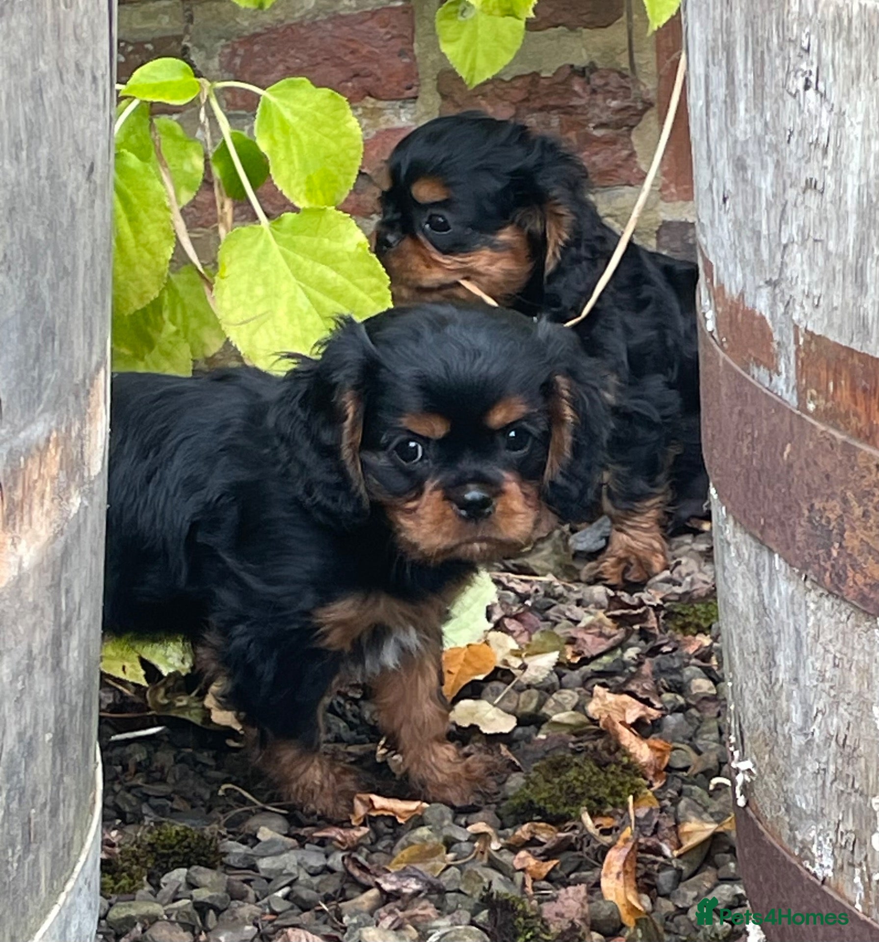 Cavalier King Charles Spaniel dogs Cavalier King Charles puppies - Advert 7