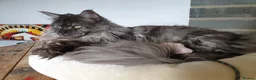 Maine Coon cats for stud: Black Smoke Maine Coon Stud Service - FIFe & TICA - Advert 2