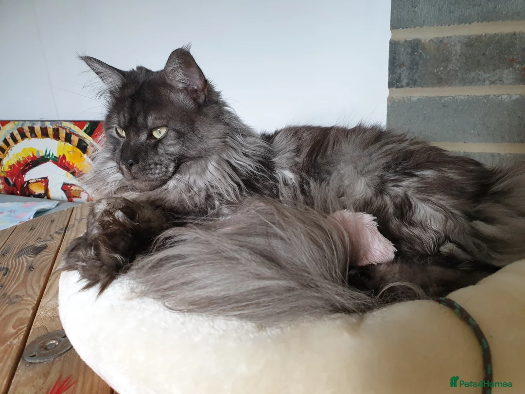Maine Coon cats for stud: Black Smoke Maine Coon Stud Service - FIFe & TICA - Advert 2