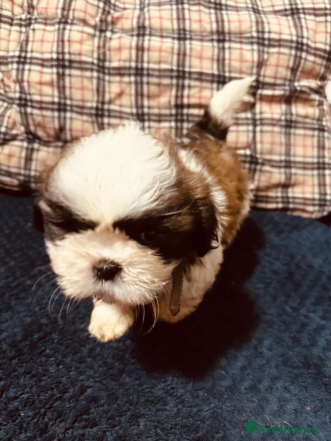Shih Tzu dogs for sale: Shih tzu puppies ready to go  - Advert 13