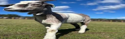 Goats livestock for sale: 1 x male and 1x female  - Advert 2