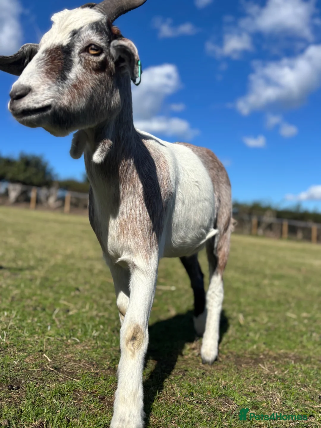 Goats livestock for sale: 1 x male and 1x female  - Advert 2