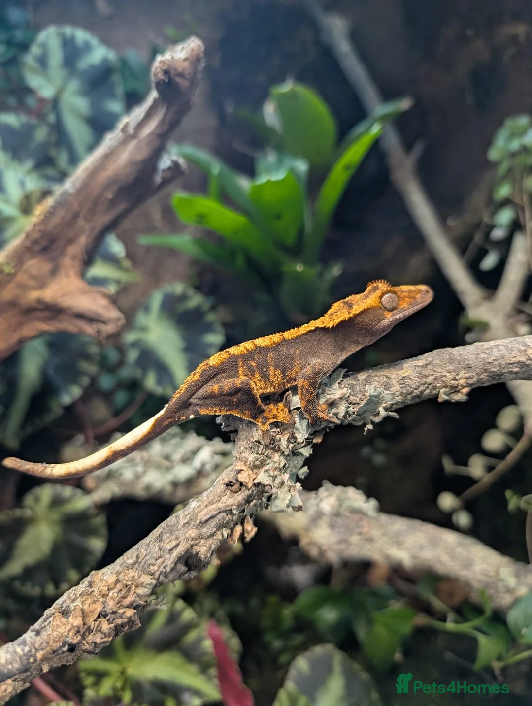 Gecko reptiles for sale: Harlequin tiger crested gecko babies  - Advert 2