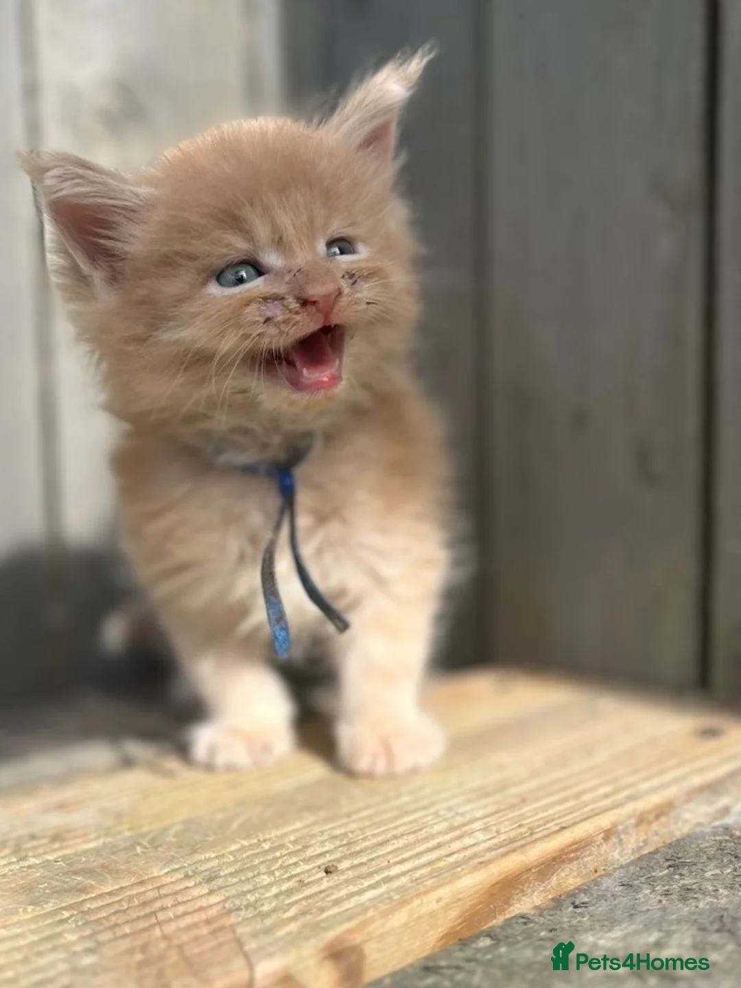 Maine Coon cats for sale: TICA Registered Maine Coon Kittens 🐾 - Advert 2
