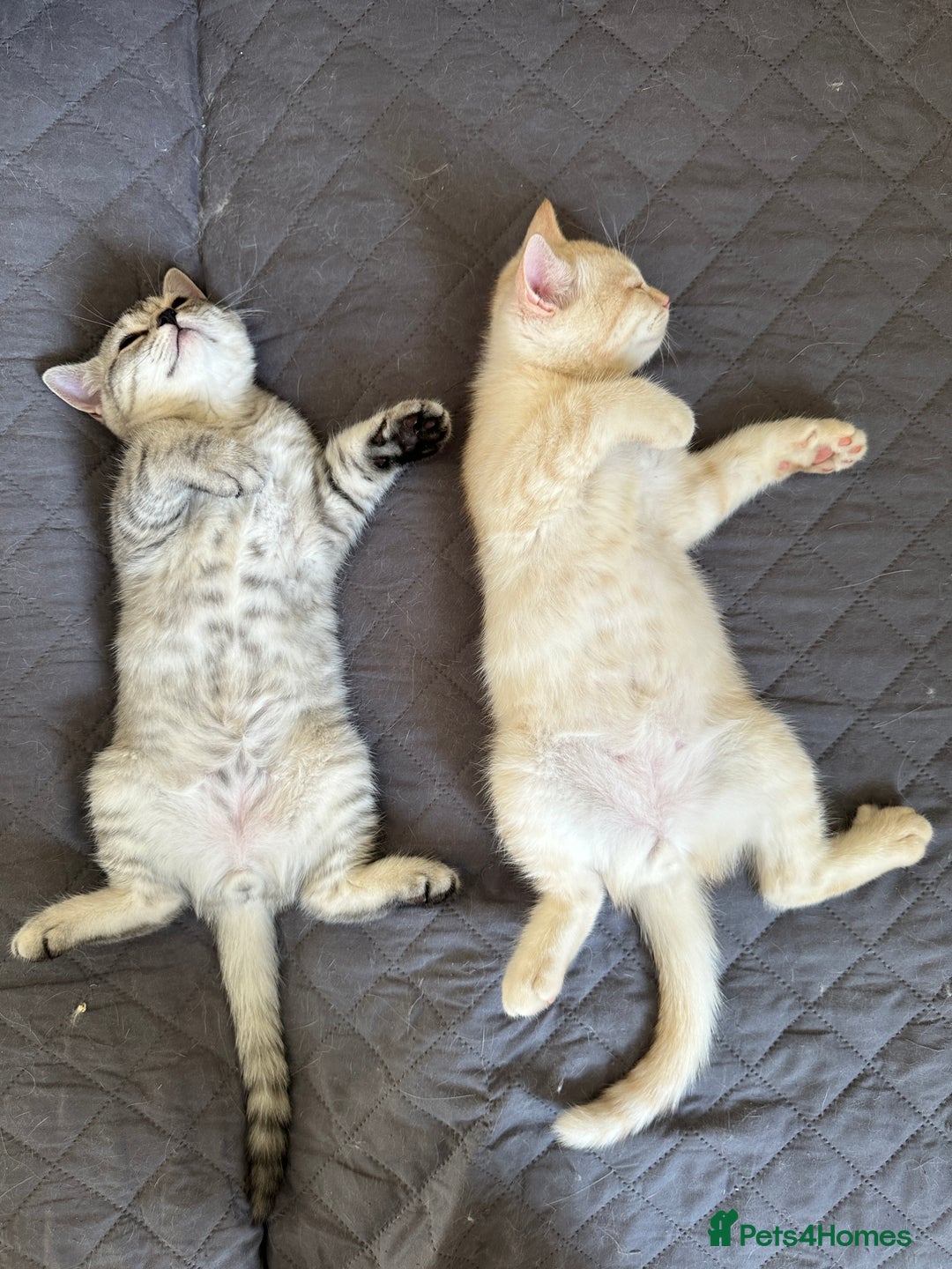 British Shorthair cats for sale: 5 Stunning British Shorthair - Image 17
