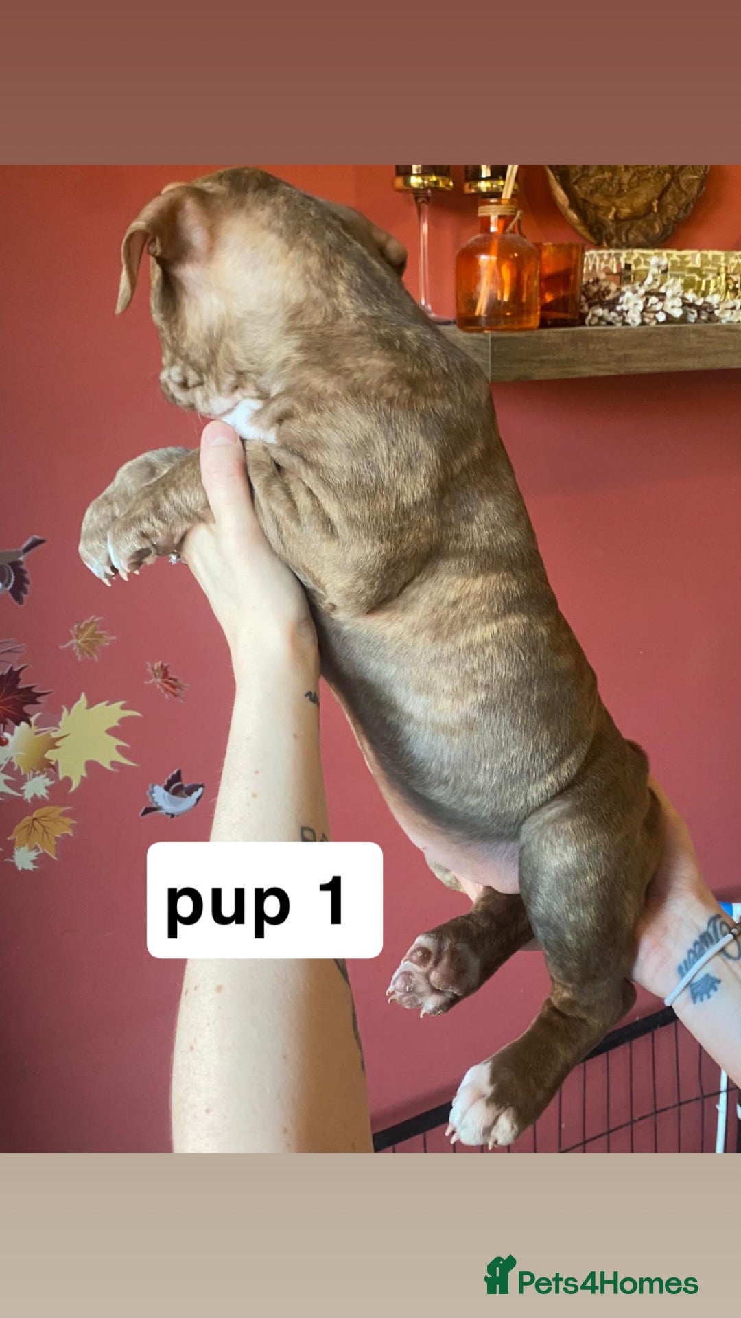 Mixed Breed dogs for sale: staffy X  - Advert 3